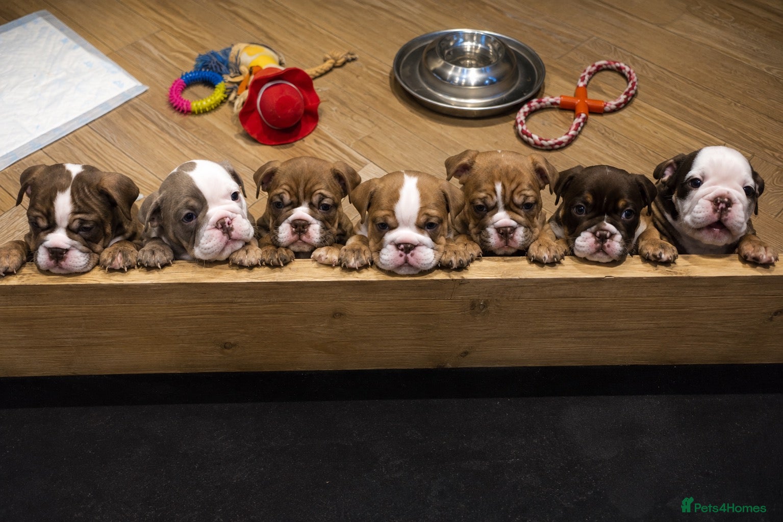 English Bulldog dogs READY TO LEAVE, LAST 2 BULLDOG GIRLS ( choc tan) - Advert 3