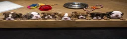 English Bulldog dogs for sale: REDUCED LAST 2 BULLDOG GIRLS ( choc tan) - Advert 1