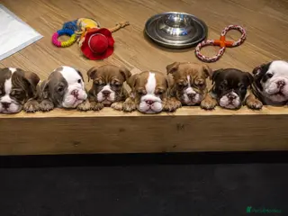 English Bulldog dogs READY TO LEAVE, LAST 2 BULLDOG GIRLS ( choc tan) - Advert 3