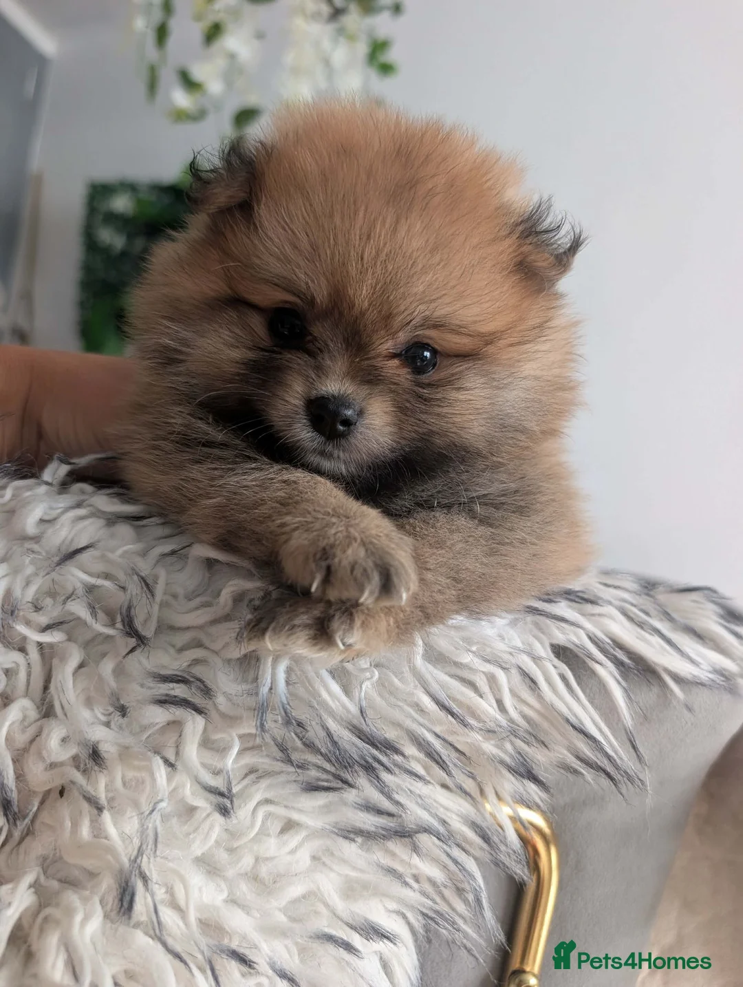 Pomeranian dogs for sale: ❤️Beautiful Pomeranian Female Puppies Available ❤️ in Birmingham - Advert 1
