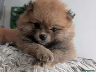 Pomeranian dogs ❤️Beautiful Pomeranian Female Puppies Available ❤️ - Advert 12