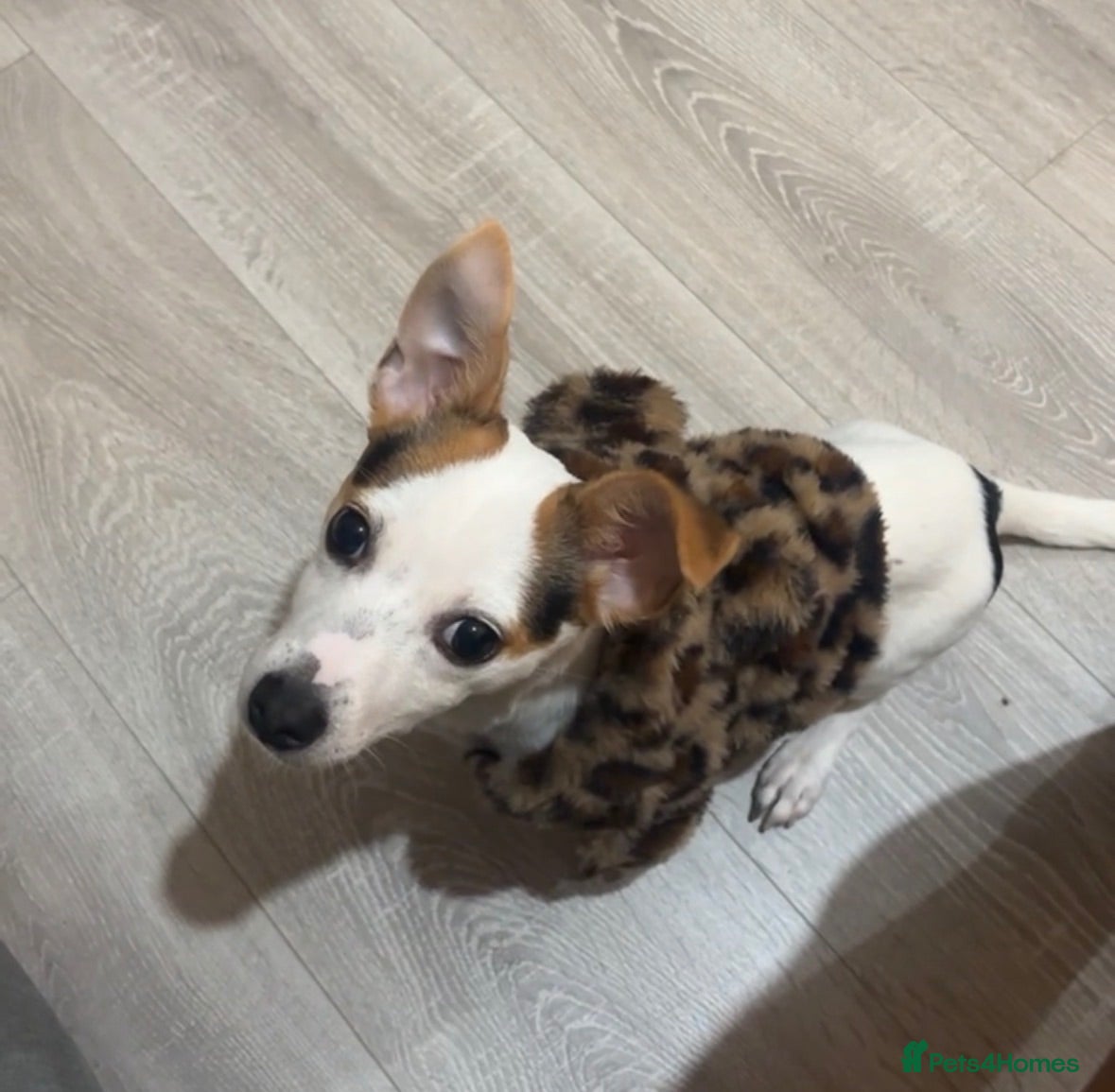 Jack Russell dogs Un neutered Jack Russell puppy (9m) - Advert 1