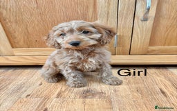 Cockapoo dogs for sale: Cockapoo Puppies Ready Now Fully Vaccinated  - Advert 14