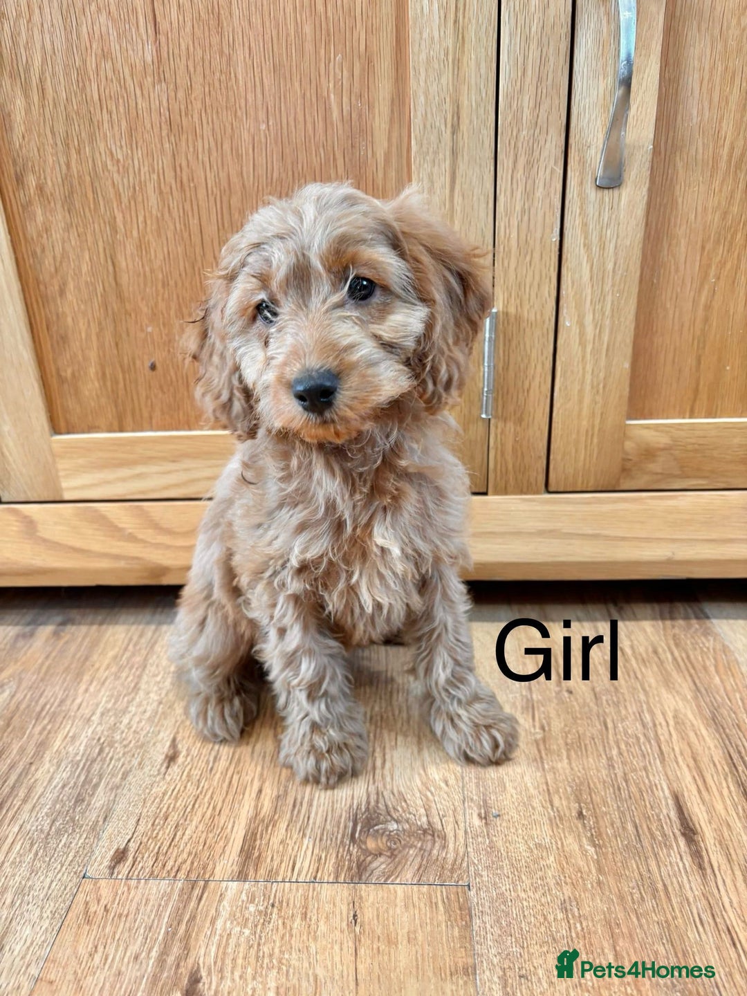 Cockapoo dogs for sale: Cockapoo Puppies Ready Now Fully Vaccinated  - Advert 14