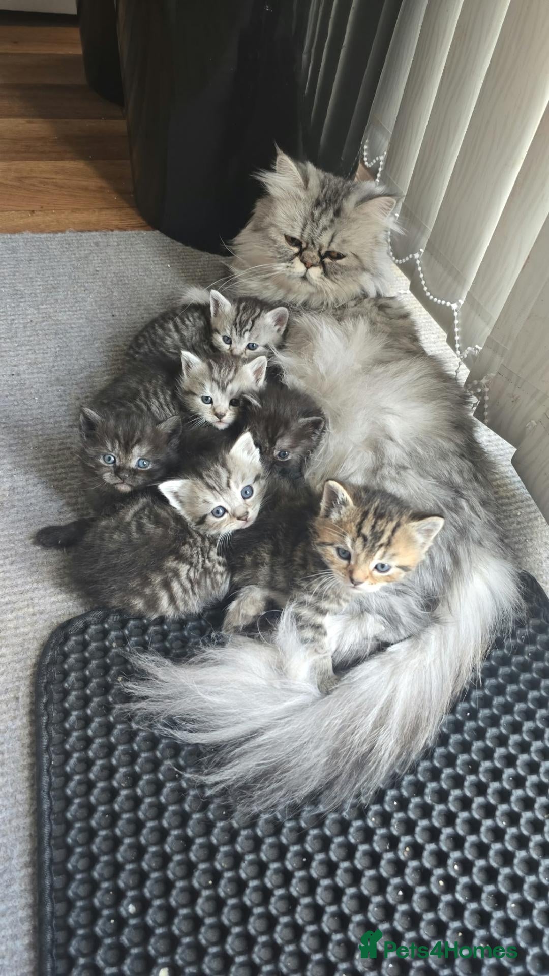 Persian cats for sale: beautiful Persian kittens 5.5 weekss - Advert 1