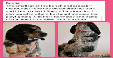Cocker Spaniel dogs - Advert 5