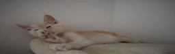 Maine Coon cats for sale:  RARELY LION KING - Advert 9