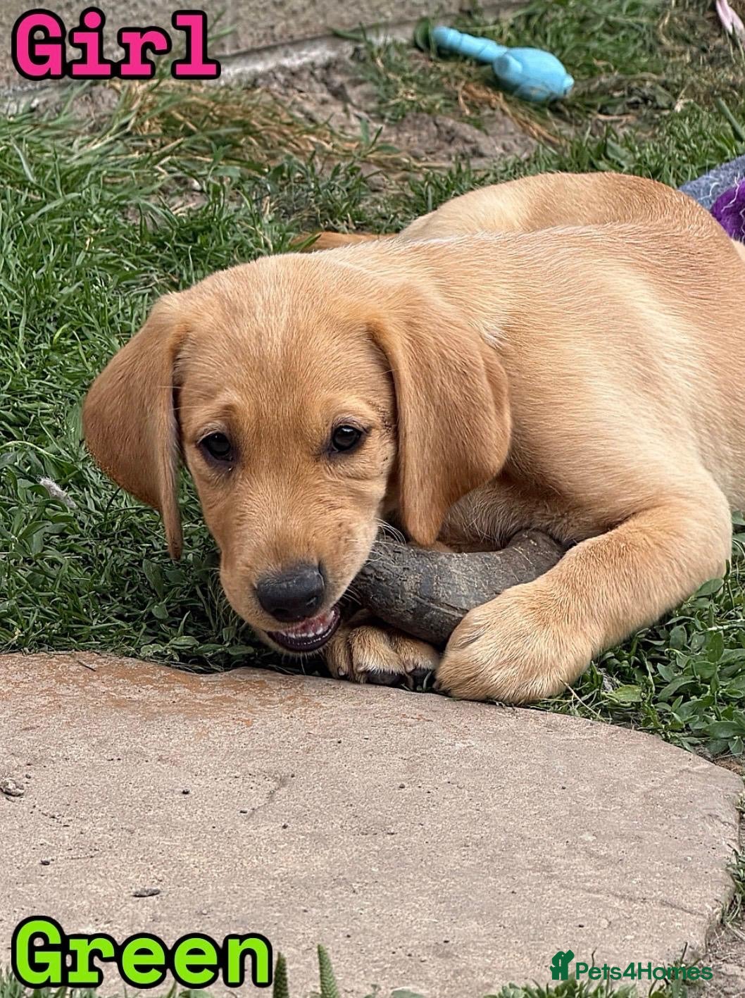 Labrador Retriever dogs 🐾 *******Last 3 girls READY TO LEAVE *******  🐾  - Advert 1