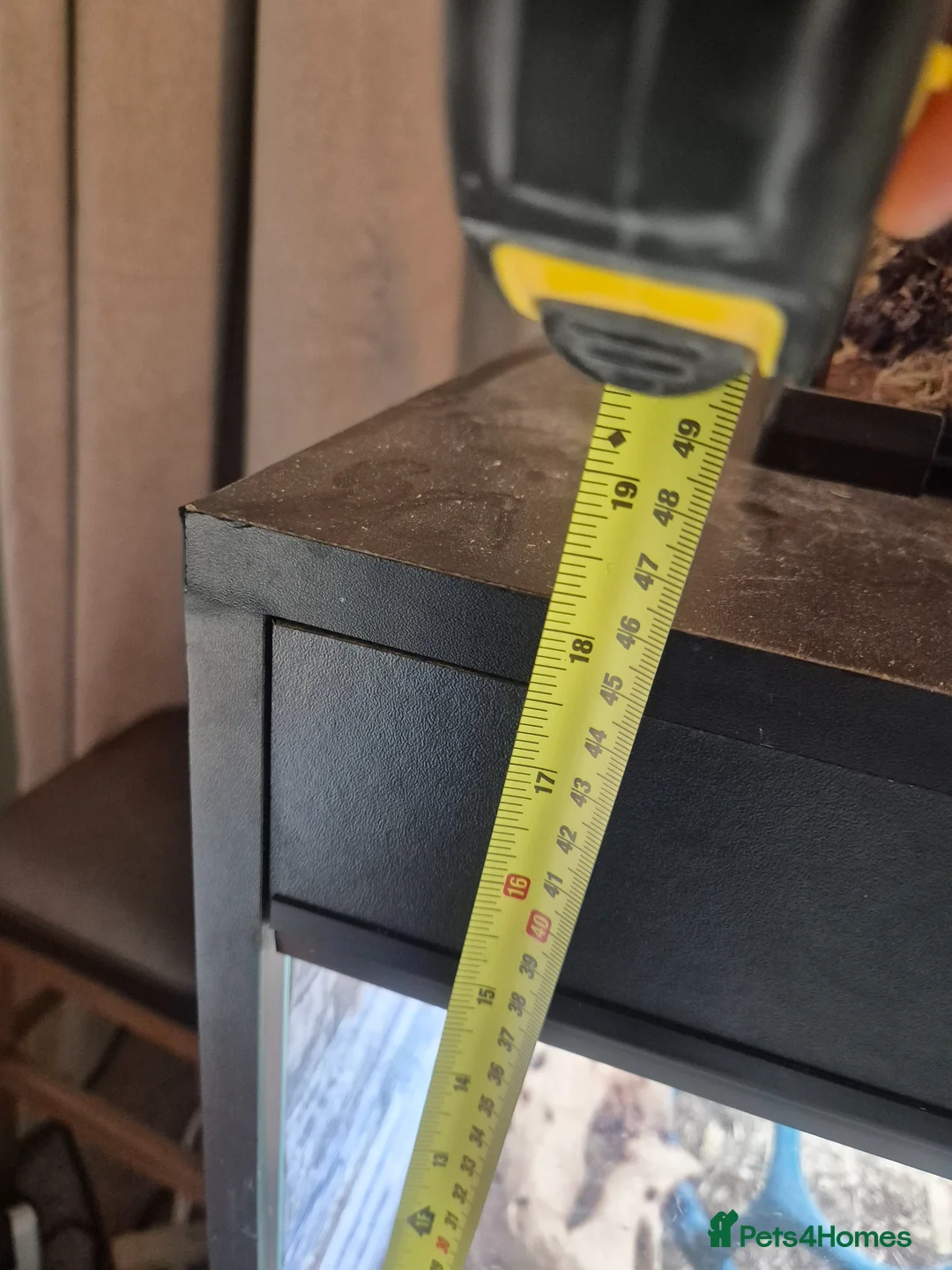 Python Snake reptiles for sale: Female Royal Python - Advert 2