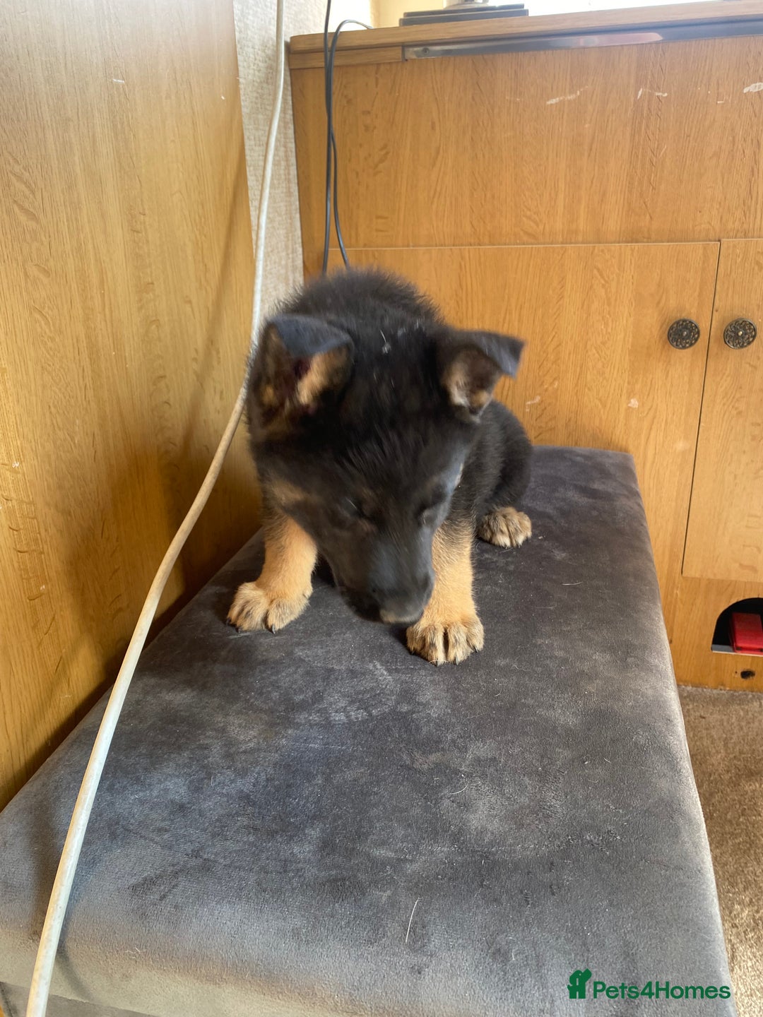 German Shepherd dogs for sale: German shepherd  - Image 6