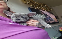 French Bulldog dogs for sale: Beautiful brindle french-bulldog girl left!  - Image 27