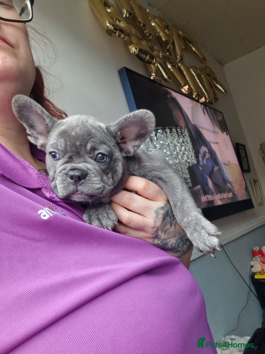 French Bulldog dogs for sale: Beautiful brindle french-bulldog girl left!  - Image 27