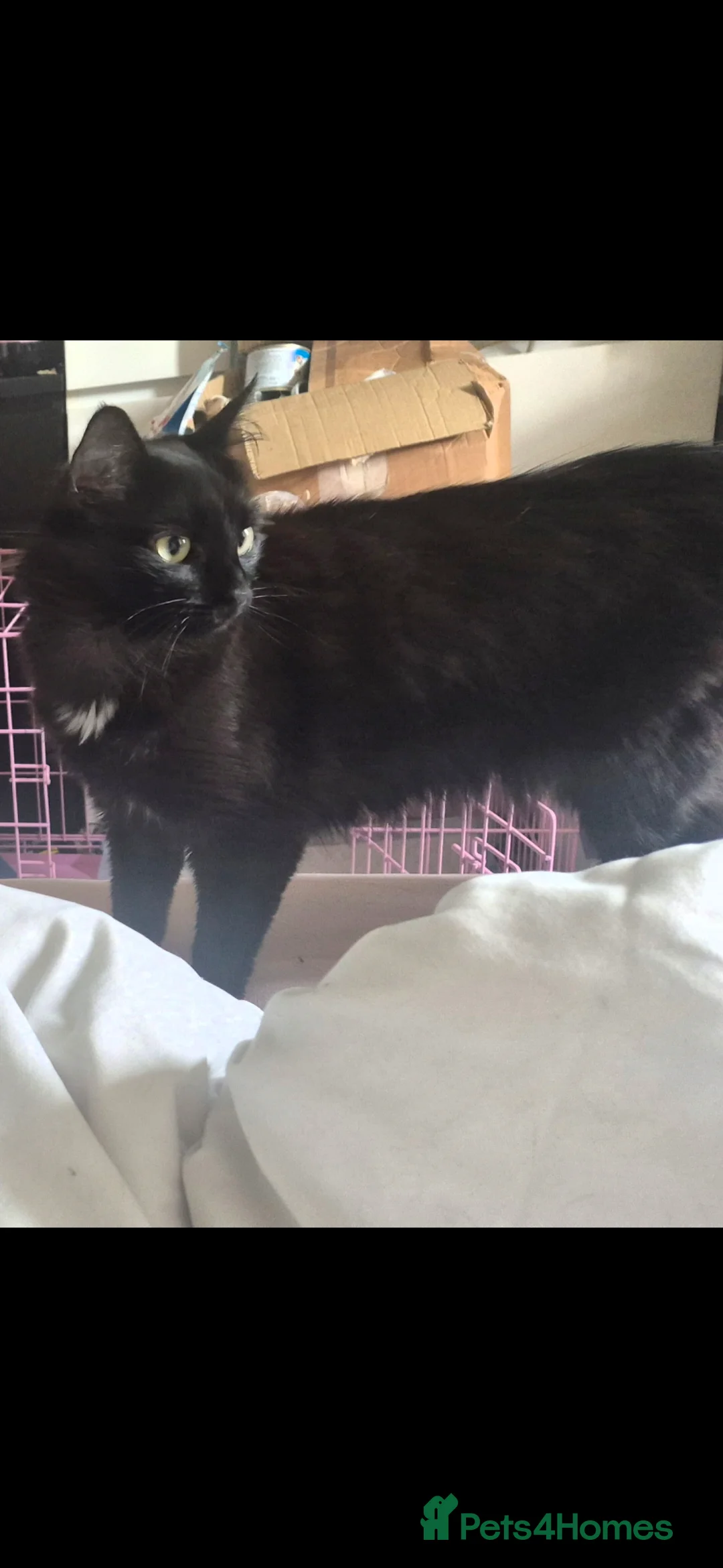 Mixed Breed cats for sale: 2 sisters - Advert 2