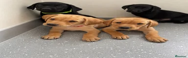 Labrador Retriever 6