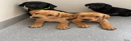 Labrador Retriever dogs for sale: Beautiful KC Labrador Pups Ready To Leave - Advert 35