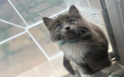 Domestic Shorthair cats for sale: 7 weeks old  - Image 10