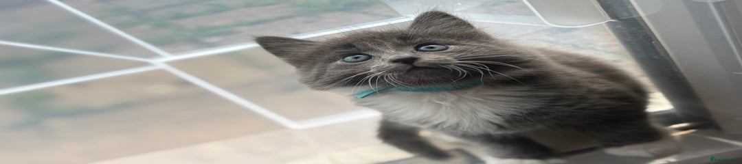 Domestic Shorthair Kitten 2