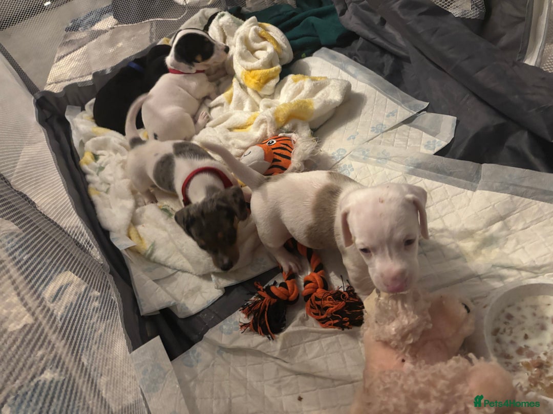 Dachshund dogs for sale: Pink and white albino chocolate dapple dachshund  - Advert 8