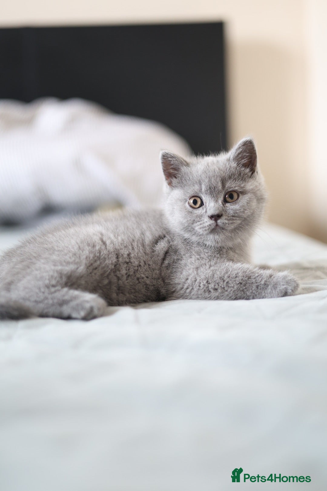 British Shorthair cats Available Now–2 Adorable Kittens 🐾 2 Girls - Advert 1