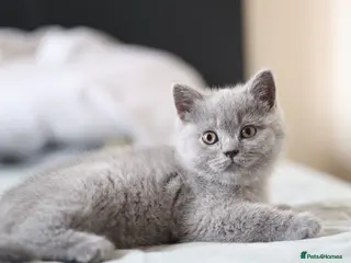 British Shorthair cats Available Now–2 Adorable Kittens 🐾 2 Girls - Advert 1