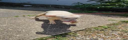 Labrador Retriever dogs for sale: White labrador retriever  - Advert 3
