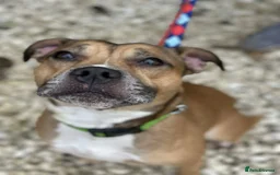 Staffordshire Bull Terrier dogs for adoption: Runt  - Image 4
