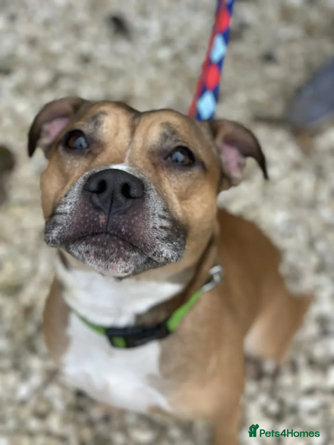 Staffordshire Bull Terrier dogs for adoption: Runt  - Image 4