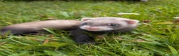 Ferret rodents for sale: Ferret kits for £15❤️ in Bishop Auckland - Advert 4