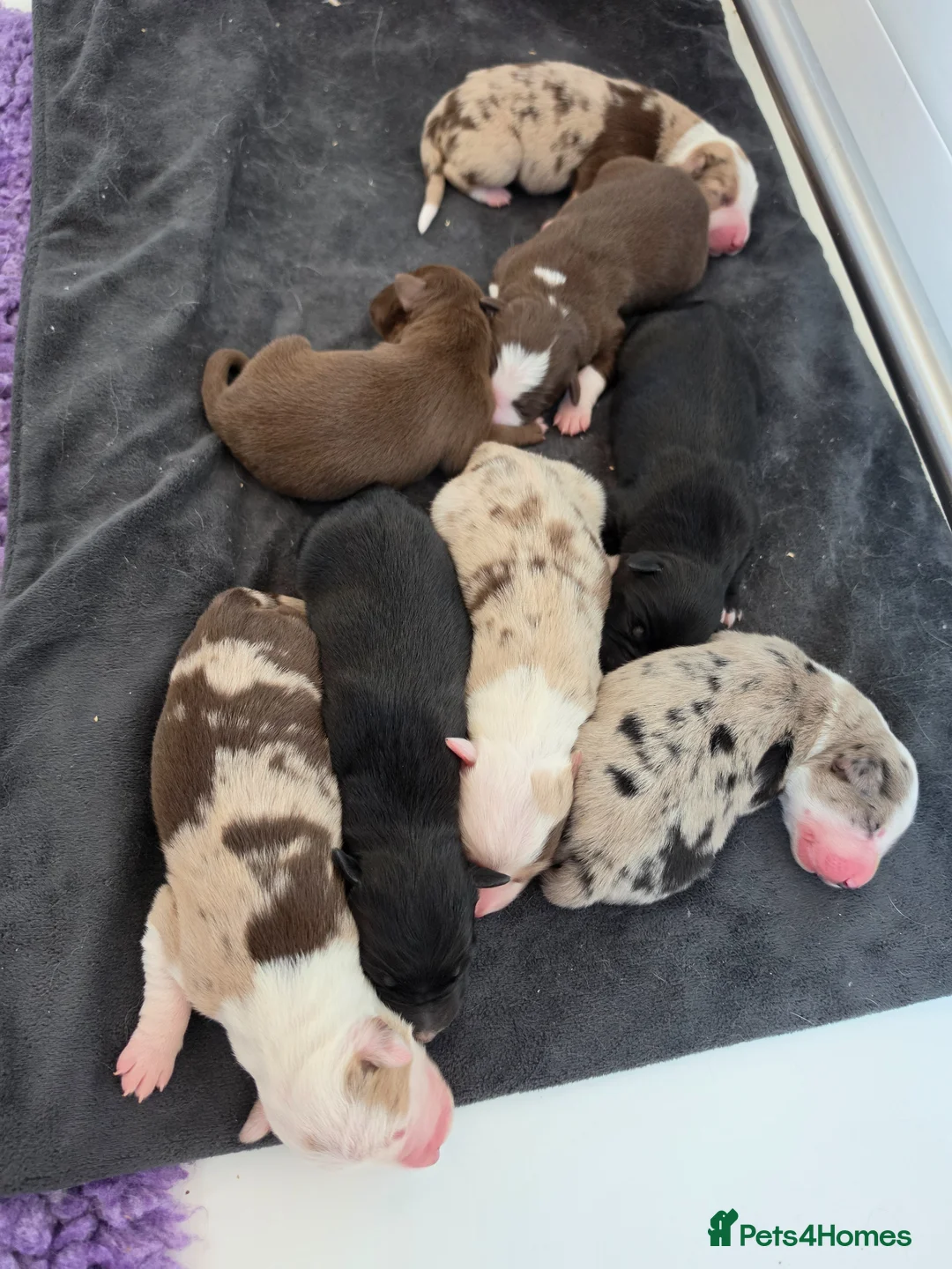 Border Collie dogs for sale: Border collie puppies - Advert 1