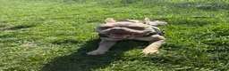 Mixed Breed dogs for sale: Reggie - Advert 3