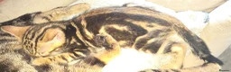 Bengal cats for sale: Beautiful Marble Bengal kitten boy ready now - Advert 6