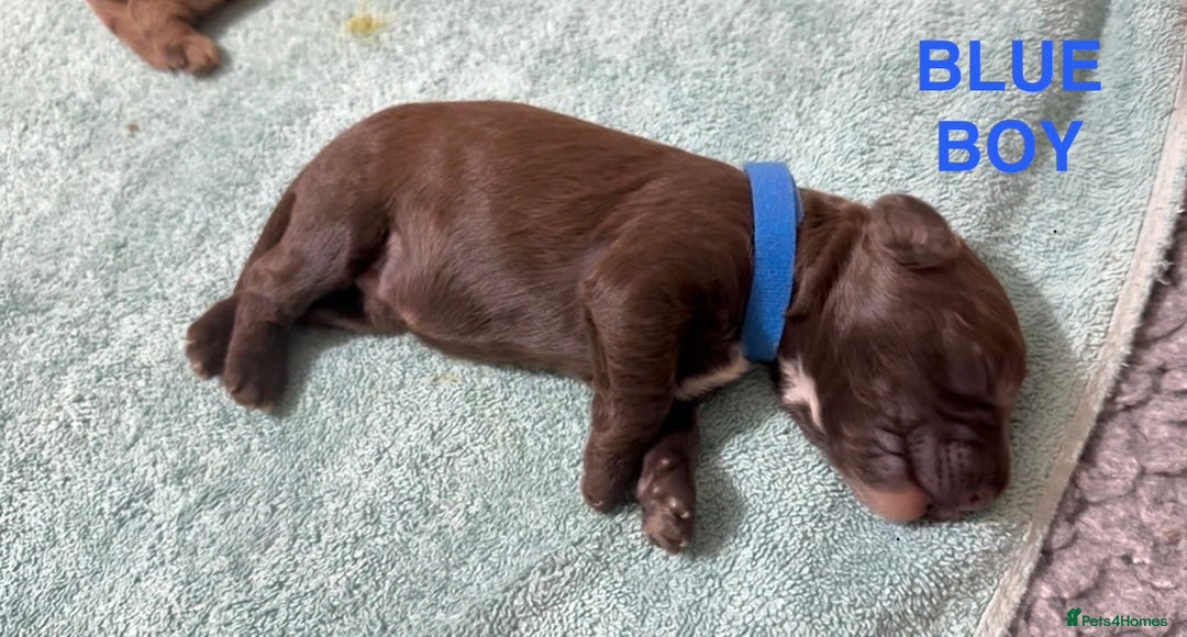 Cockapoo dogs for sale: Merle/ Red and Chocolate brown cockapoo puppies - Advert 5