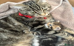 Bengal cats for sale: Bengal cross kittens one grey boy one brown girl - Image 25