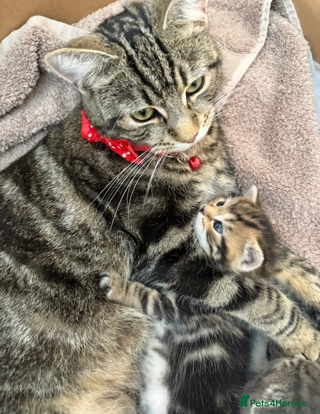 Bengal cats for sale: Bengal cross kittens one grey boy one brown girl - Image 25