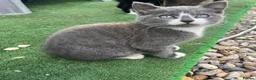 Mixed Breed cats for sale: Kittens for Sale - Advert 9