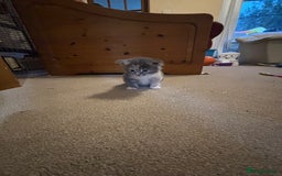 Maine Coon cats for sale: 3 females 1 male Maine Coone kittens - Image 13