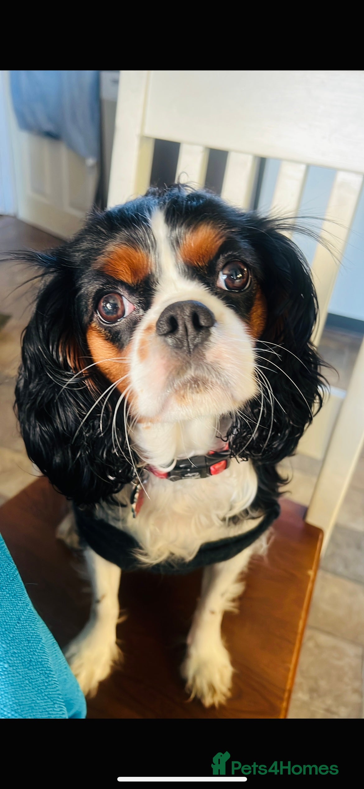 Cavalier King Charles Spaniel dogs 🐶 Beautiful Cavalier King Charles Puppies - Advert 2