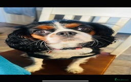 Cavalier King Charles Spaniel dogs for sale: 🐶 Beautiful Cavalier King Charles Puppies - Image 1