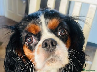 Cavalier King Charles Spaniel dogs - Advert 11