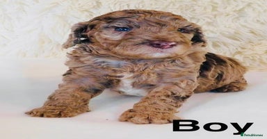 Cockapoo dogs - Advert 9