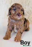 Cockapoo dogs - Advert 9