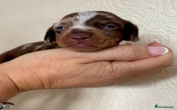 Miniature Dachshund dogs for sale: Miniature dachshunds  - Image 17