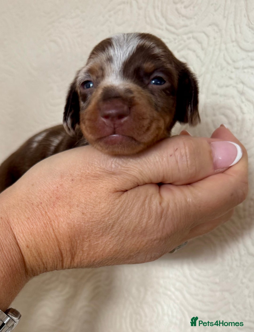 Miniature Dachshund dogs for sale: Miniature dachshunds  - Image 17
