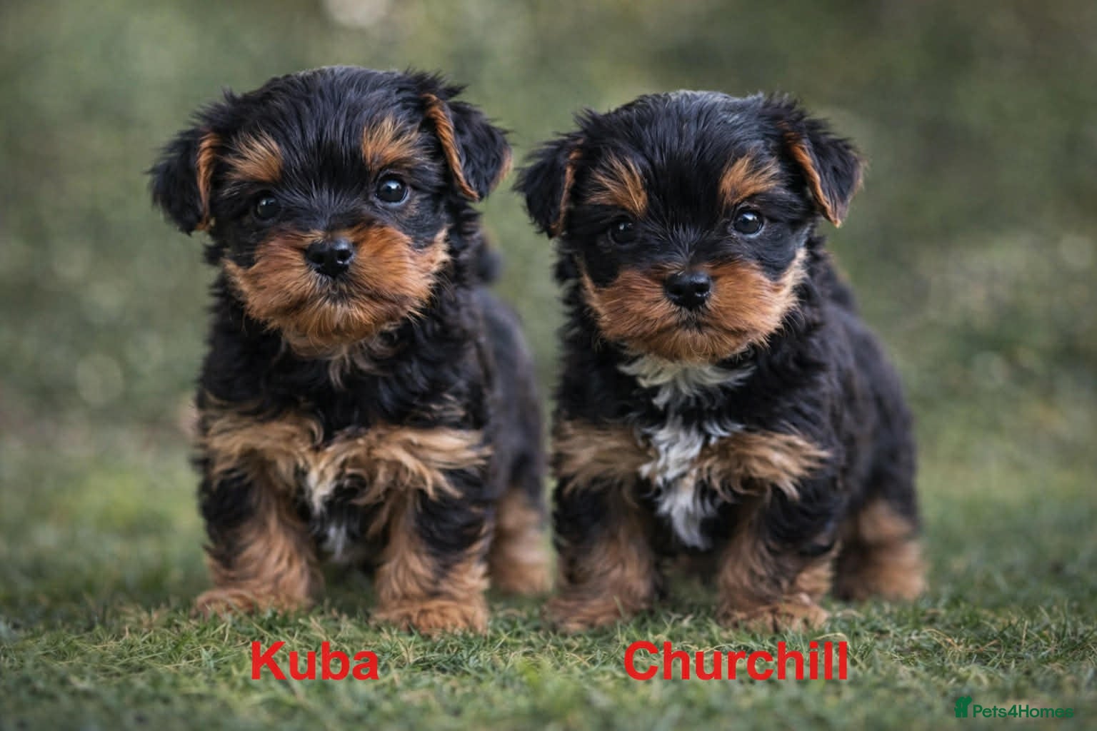 Yorkshire Terrier dogs Only BOYS available  - Advert 3