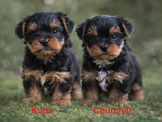 Yorkshire Terrier dogs Only BOYS available - Advert 2