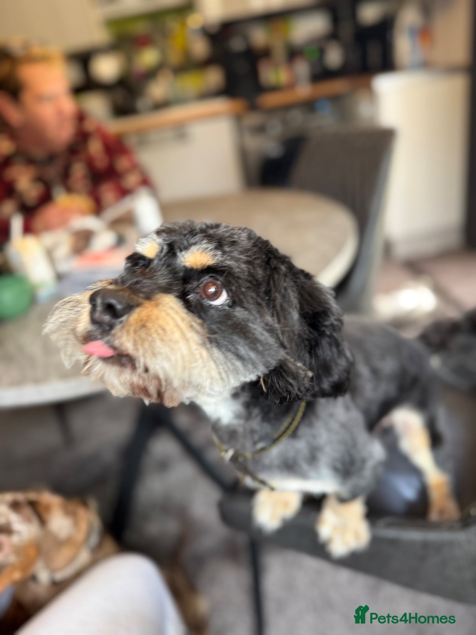 Mixed Breed dogs for sale: Dog for re homing  - Advert 3
