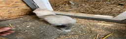 Ferret rodents for sale: Ferrets hobs and jills  in Derby - Advert 7