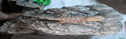 Bearded Dragon reptiles for sale: Hand tame in Pontypool - Advert 23