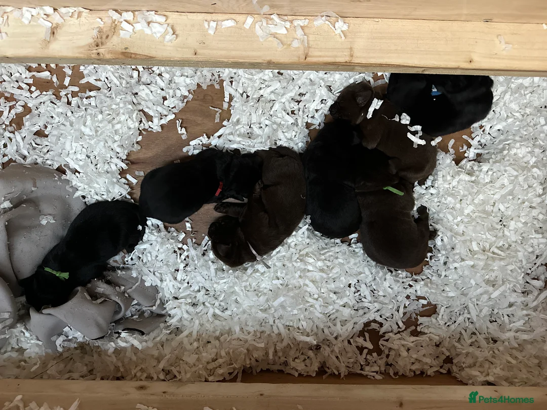 Labrador Retriever dogs for sale: Labrador retriever puppies in Loughborough - Advert 3