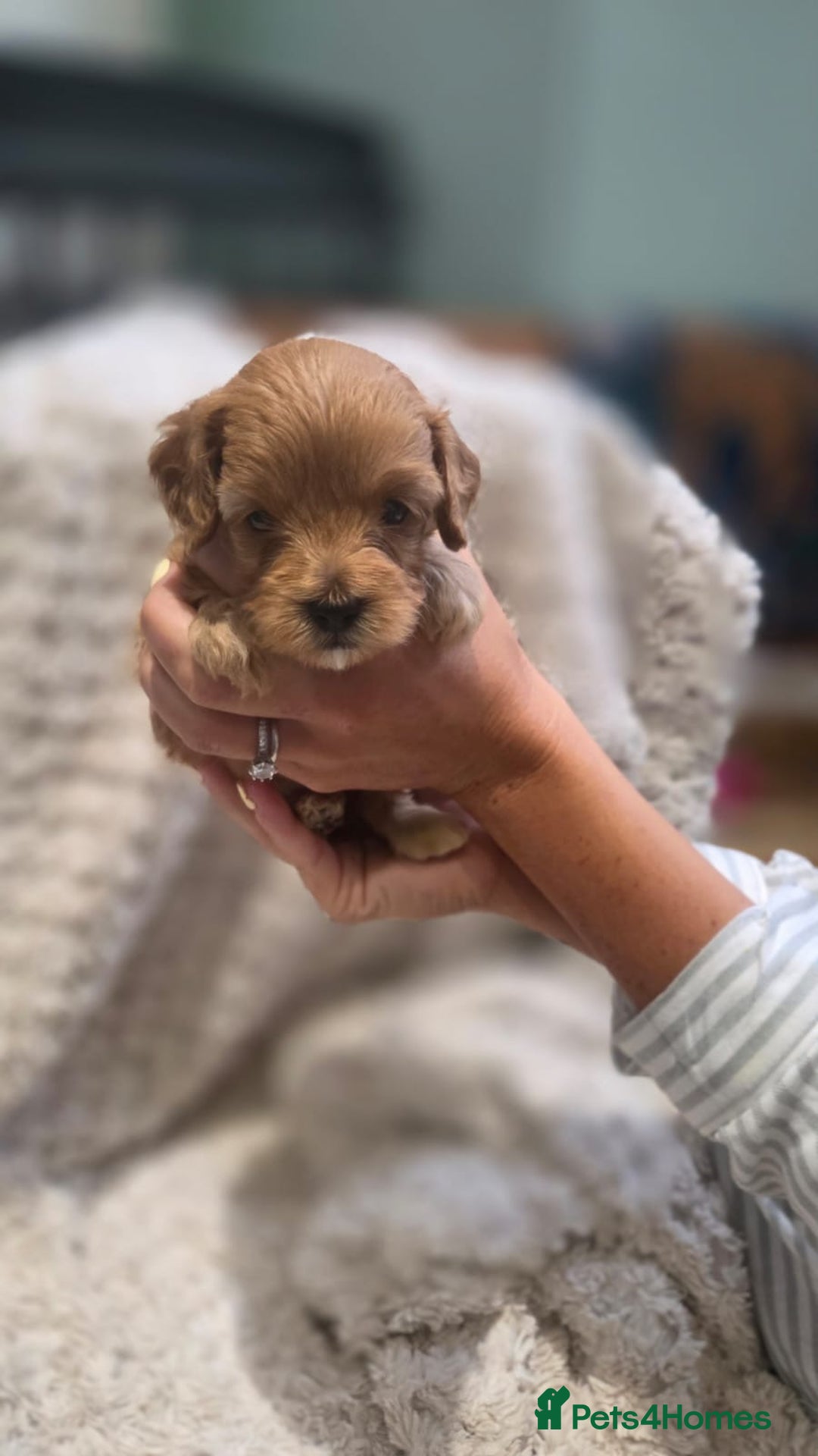 Cavapoo dogs for sale: 🌟 Rare Tiny Toy Cavapoo's F1B - Image 9